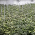 Smoking and Vaping Banned in Clark County, Nevada: What You Need to Know